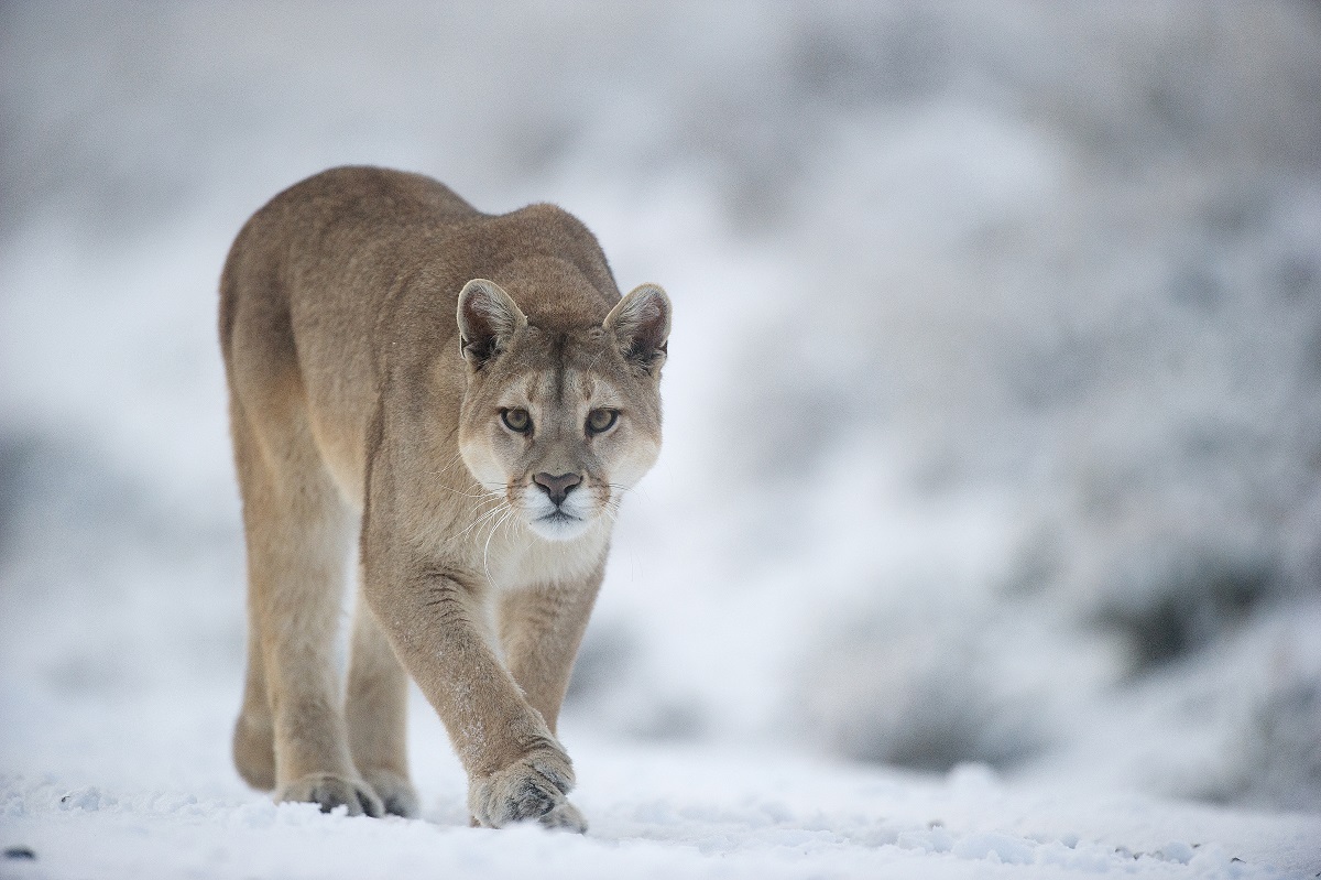 rencontre puma