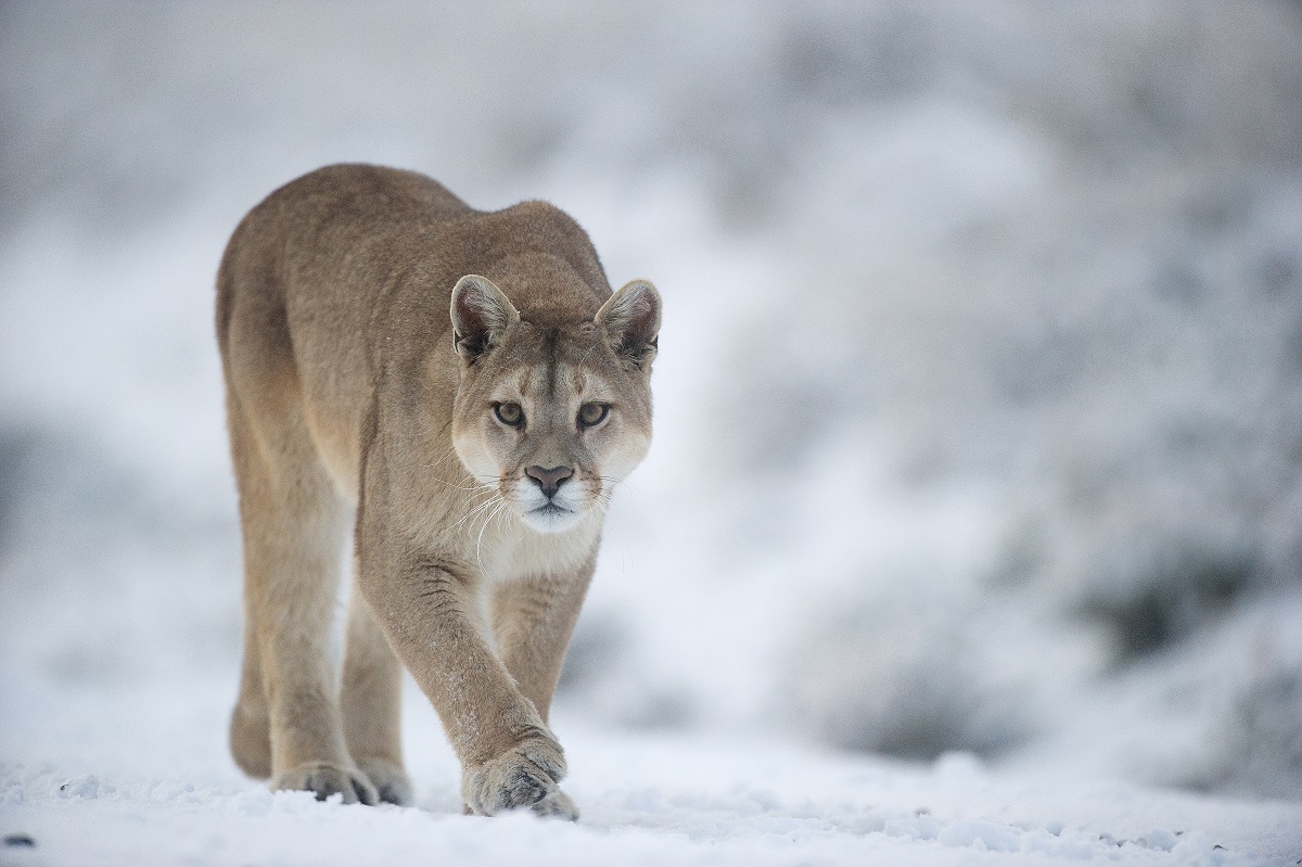 a la rencontre du puma