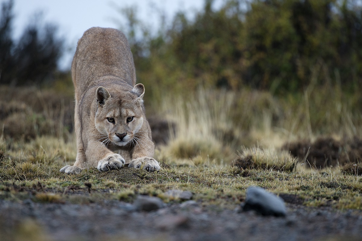 a la rencontre du puma