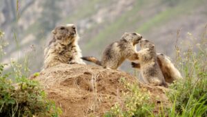 Le Clan des marmottes © Lapiedfilm