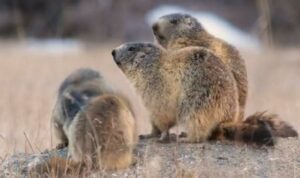Le Clan des marmottes © Lapiedfilm