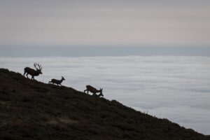 Stage Photo animalier "Brame du cerf" © Hadrien Brasseur