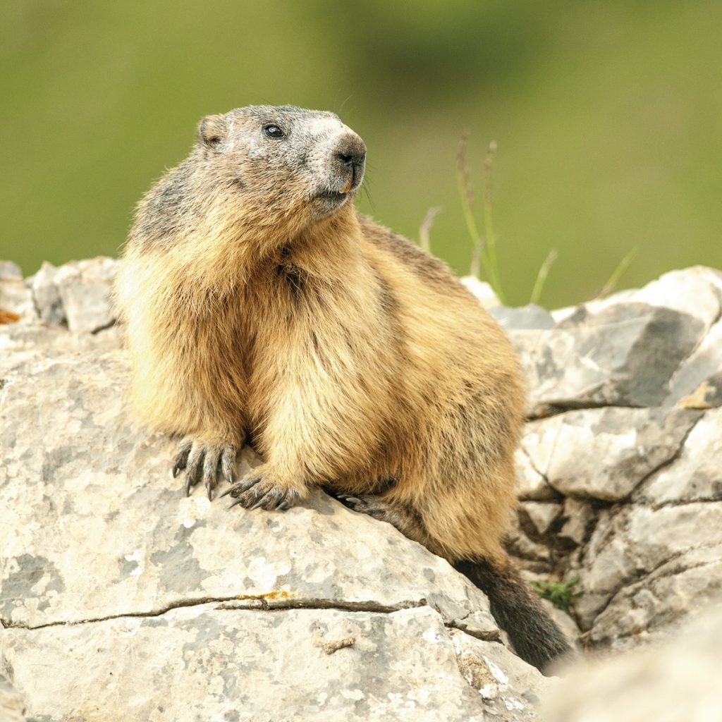 Expo "Vallée de Chistau, joyau des Pyrénées" © Alfonso Ferrer