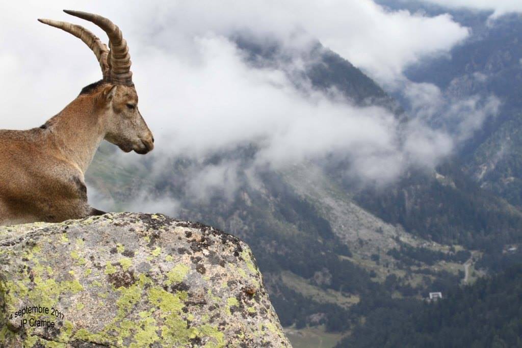 Lâcher de bouquetins ibériques - photo : Jean-Paul Crampe / Parc national des Pyrénées Lâcher de bouquetins ibériques - photo : Jean-Paul Crampe / Parc national des Pyrénées