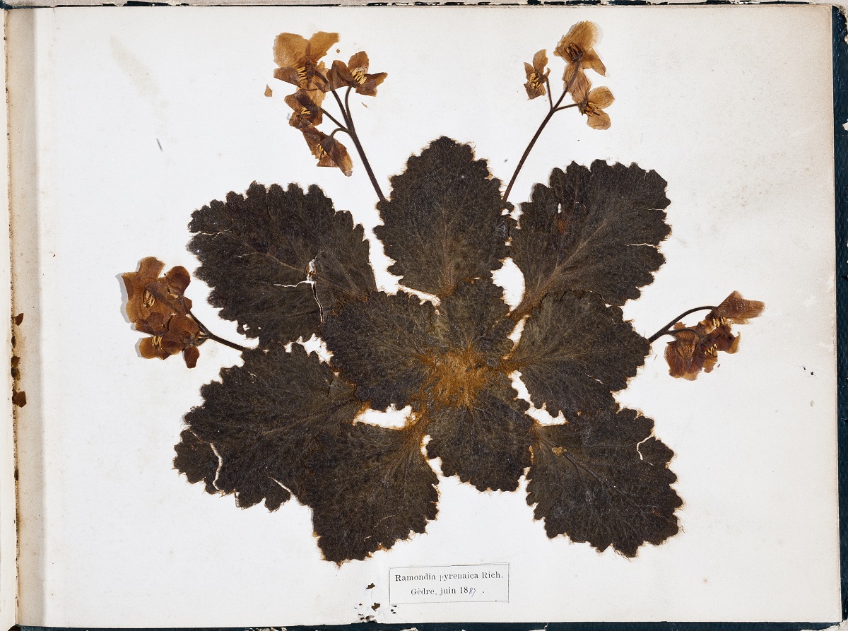 herbier du conservatoire Bagnère, Gouand Ramon Bosc Bordere Herbiers et Botanistes - Pyrénées