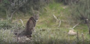 Sur le territoire du lynx