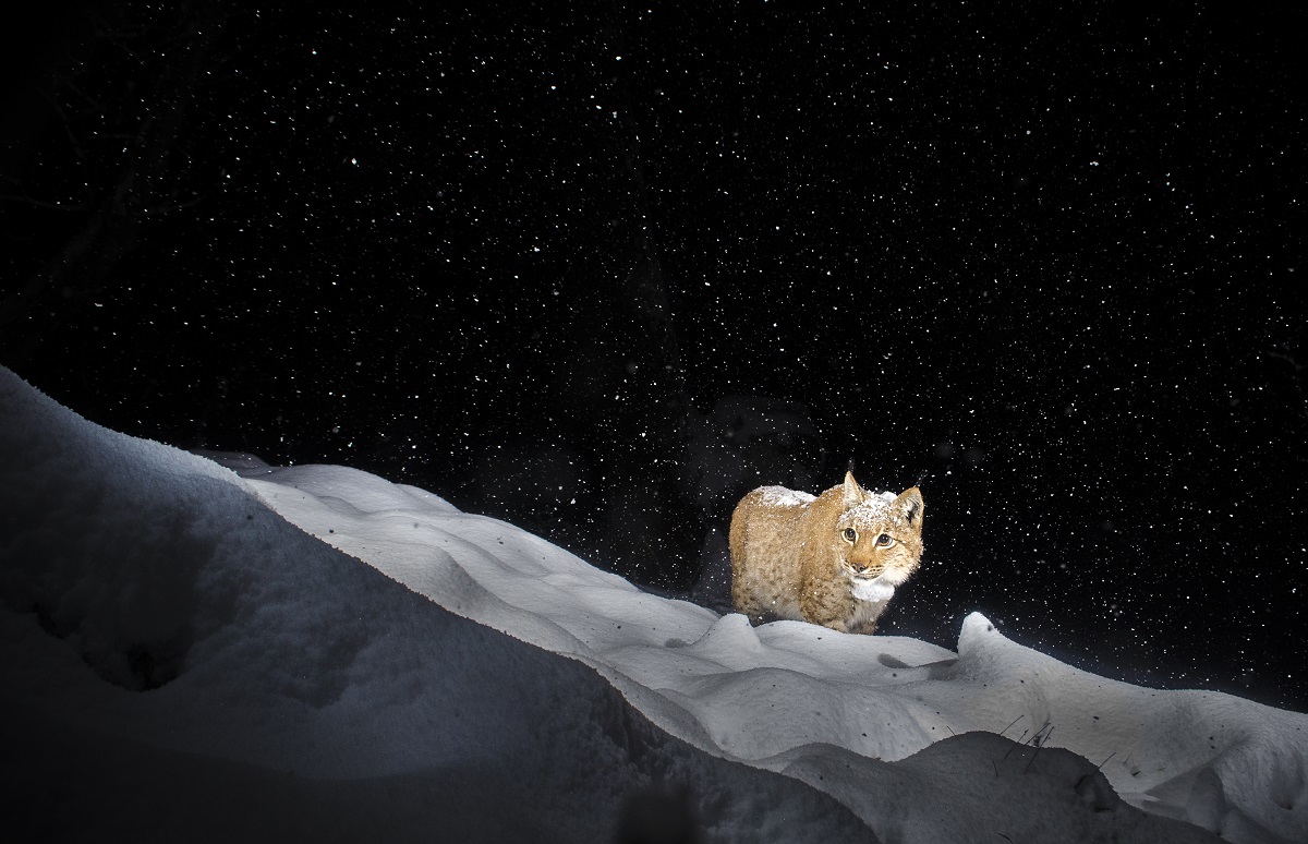 Lynx, regards croisés - Laurent Geslin