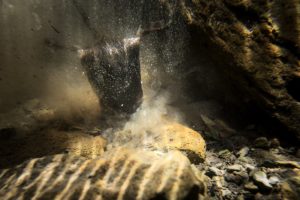 Le desman des Pyrénées - Lucas Santucci