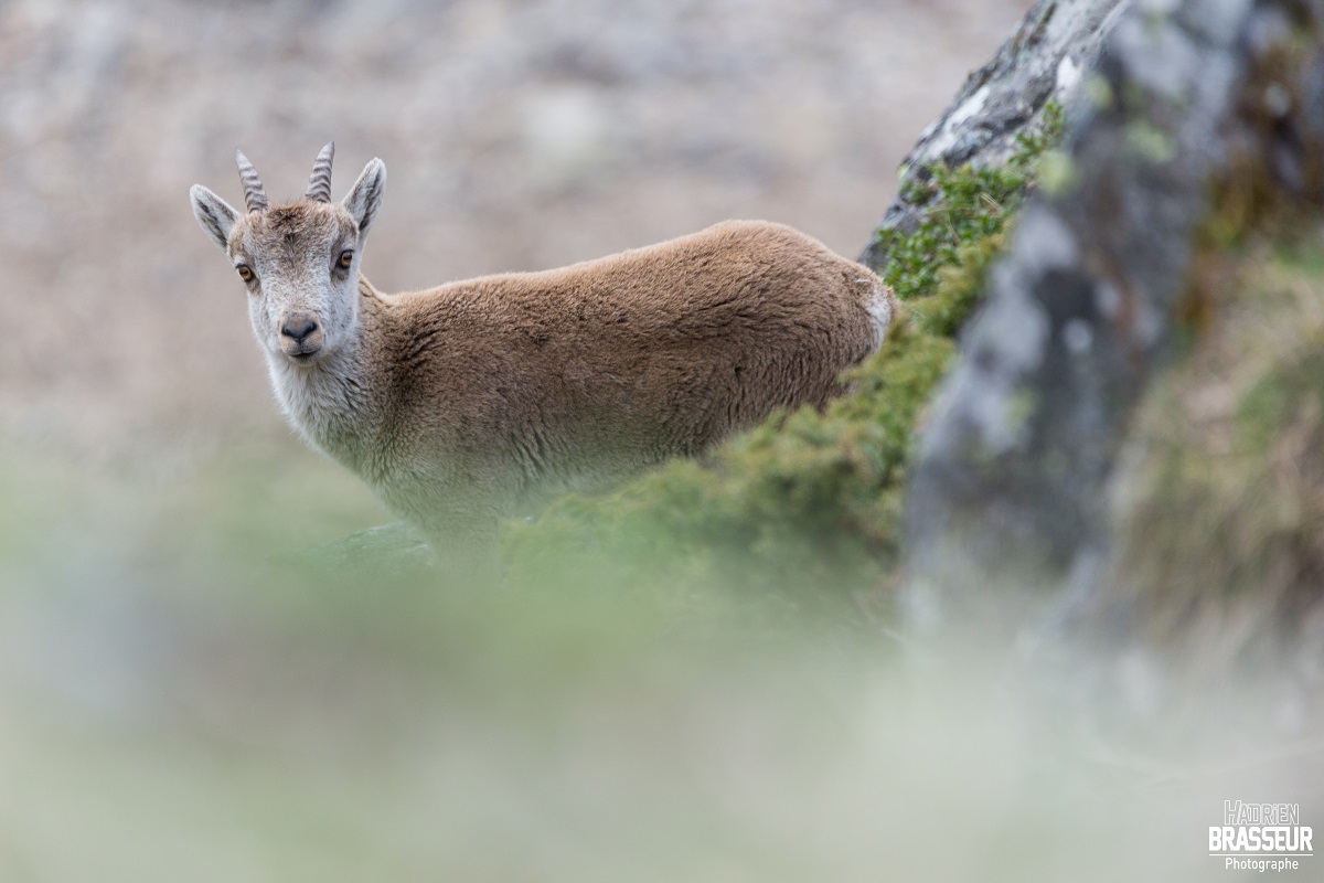 Secrets de cimes © Hadrien Brasseur