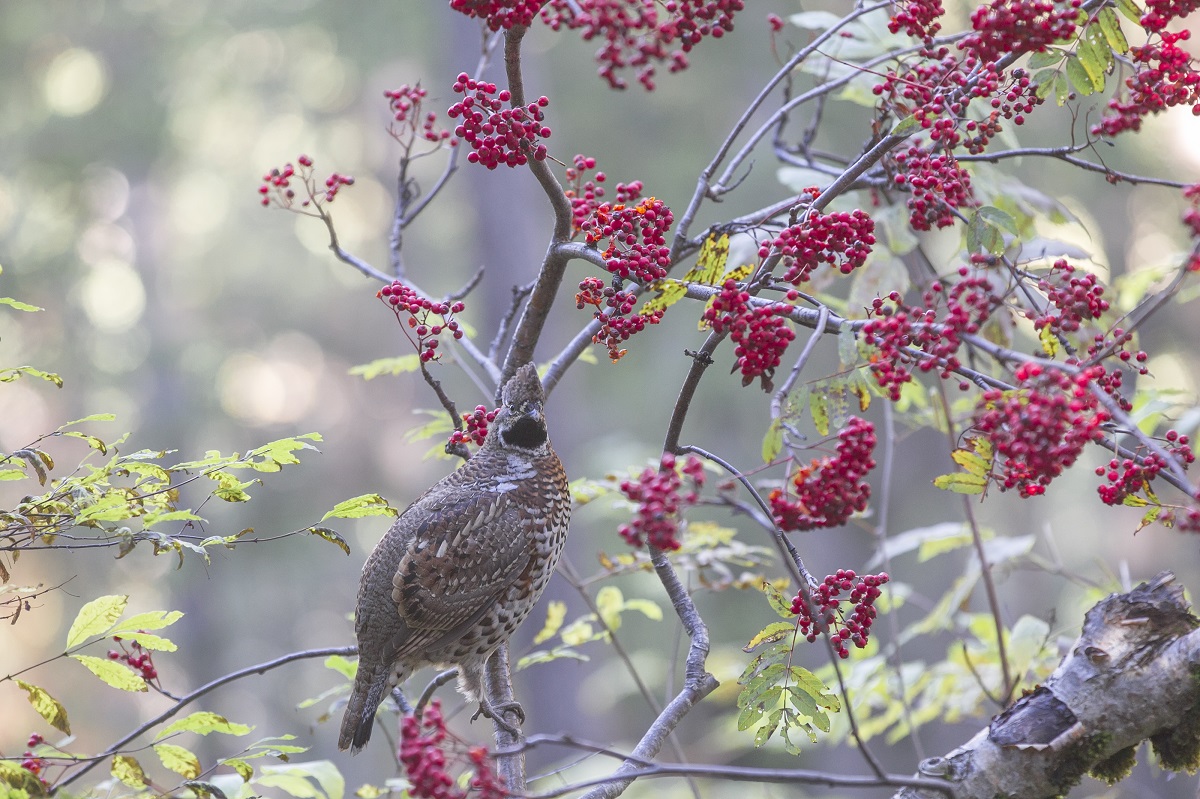 La quête de la gélinotte des bois © Jean Guillet