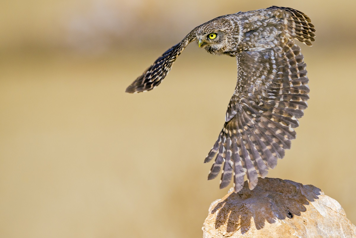 Owls © Stéphanie & David Allemand