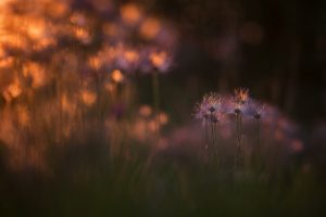 Poésie florale © Thomas Vanderheyden