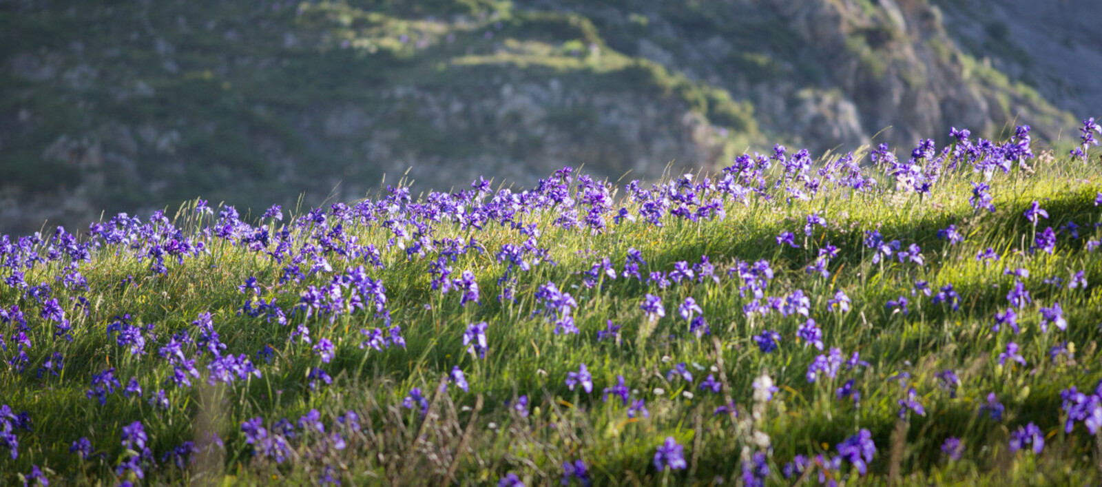 © P. Meyer - Parc national des Pyrénées