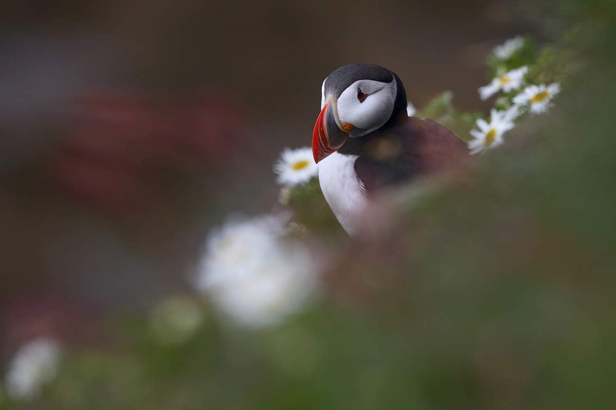 Lundi, le macareux moine islandais © Philippe Garcia