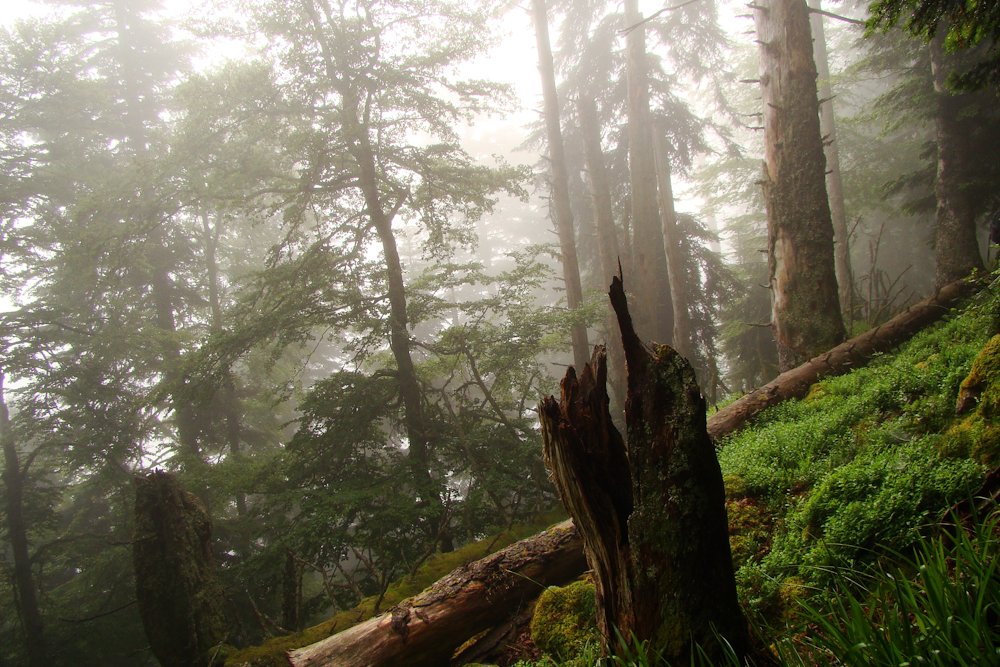 Les vielles forêts pyrénéennes