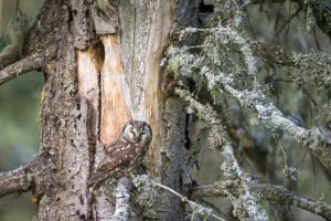 Owls, chouettes et hiboux d'Europe © Stéphanie & David Allemand