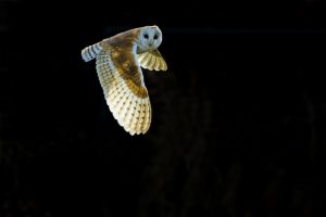 Owls, chouettes et hiboux d'Europe © Stéphanie & David Allemand