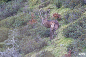 Brame du cerf - Hadrien Brasseur