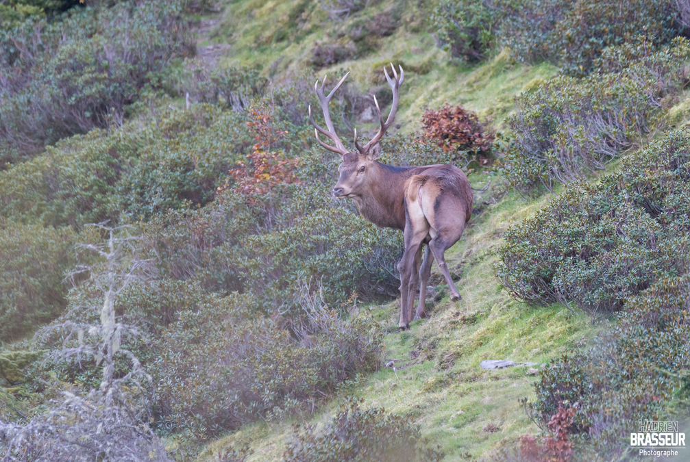 Brame du cerf © Hadrien Brasseur