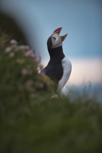 Lundi, le macareux moine islandais