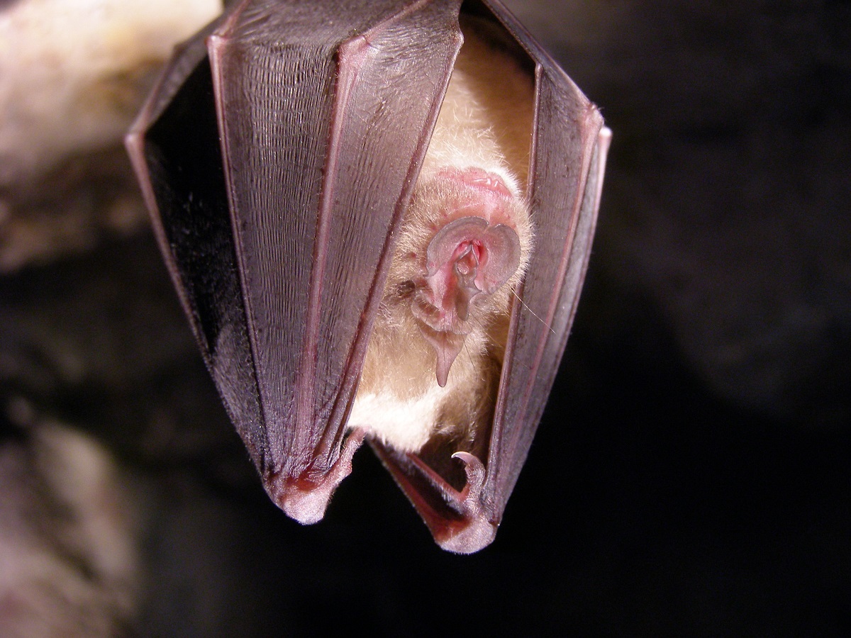 Les chauves-souris, princesses de la nuit © Marc Empain - Parc national des Pyrénées