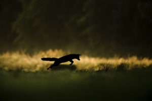 Bugey sauvage : un monde sous nos yeux © Joël Brunet