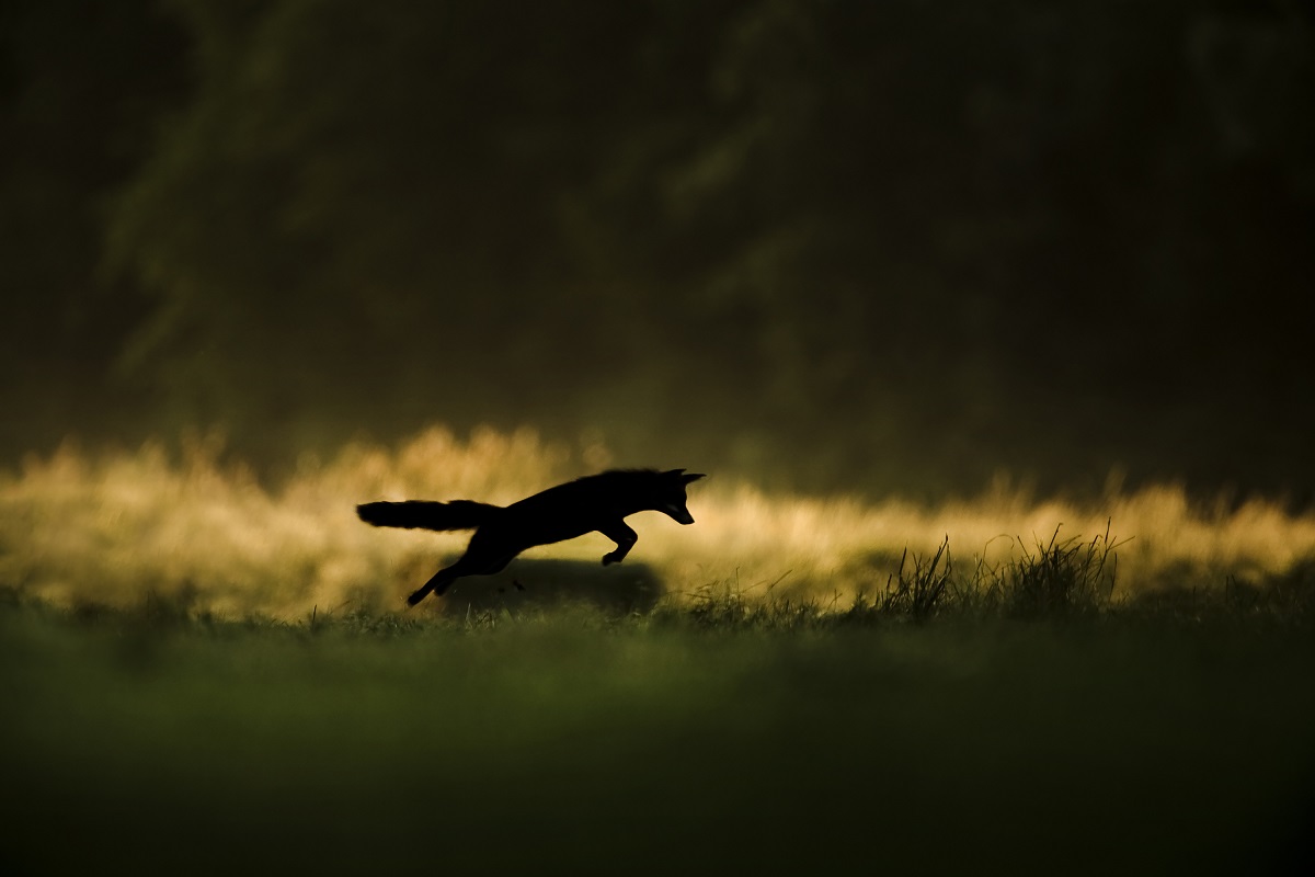 Bugey sauvage : un monde sous nos yeux © Joël Brunet"