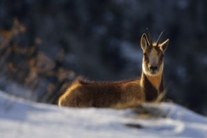 Filles de glace © Iñaki Larrea