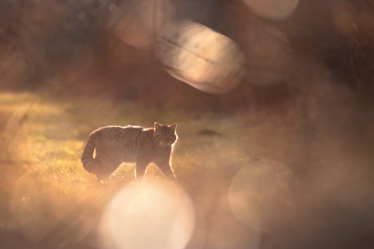 Bugey sauvage : un monde sous nos yeux © Joël Brunet"