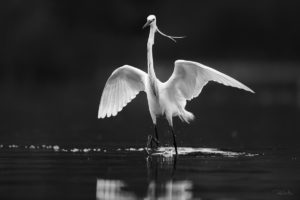 Plumes - Aigrette garzette © Patrice Mariolan