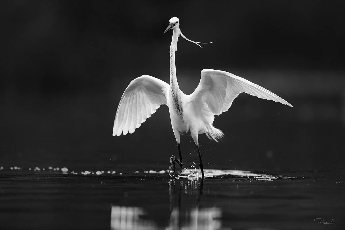 Plumes - Aigrette garzette © Patrice Mariolan"