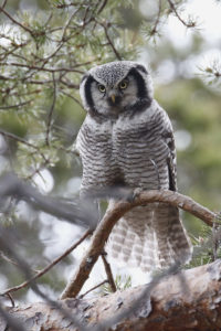 Une famille de chouettes épervières © André Brocard