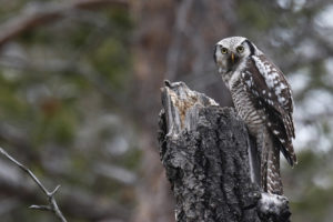 Une famille de chouettes épervières © André Brocard