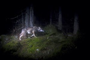 Loup, sur les traces d'une ombre © Sébastien De Danieli