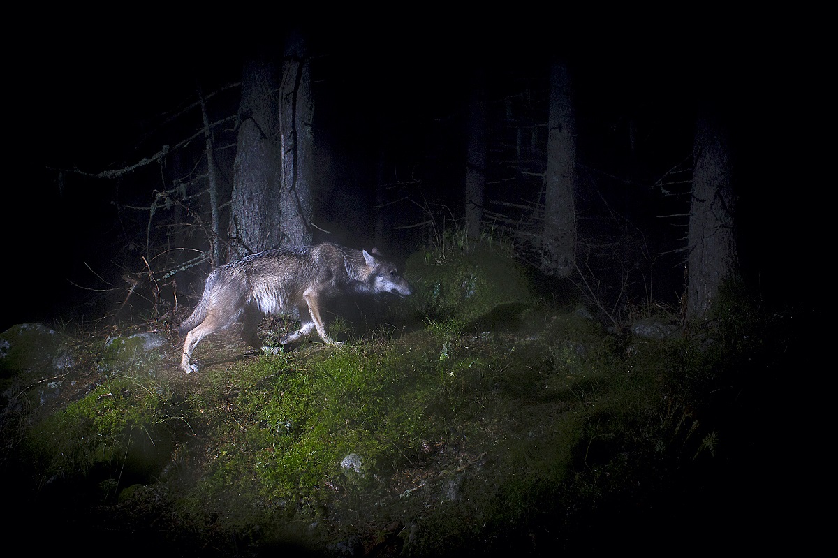  Loup, sur les traces d'une ombre © Sébastien De Danieli