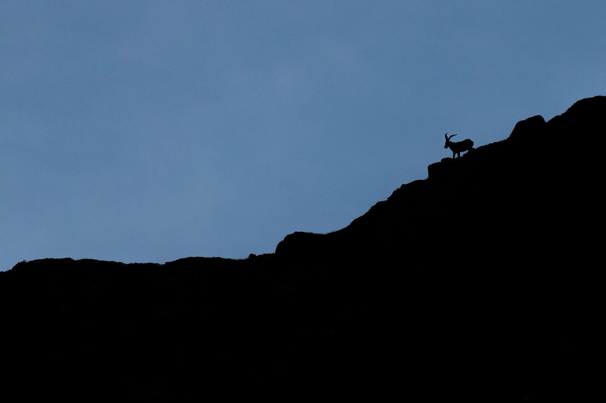 A la rencontre du bouquetin pyrénéen © Hadrien Brasseur