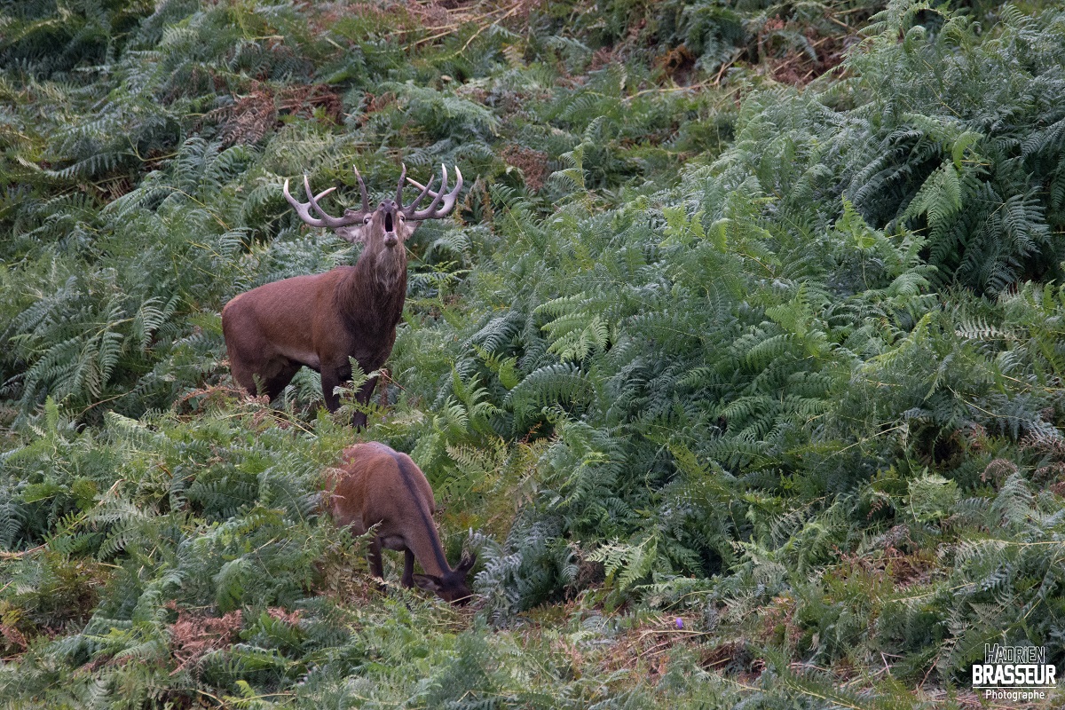 Stage Photo « Brame du cerf » © Hadrien Brasseur