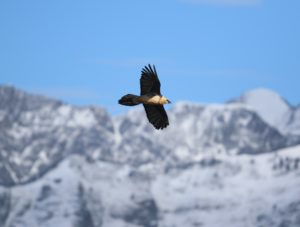 Gypaète © Flavien Luc - Parc national des Pyrénées