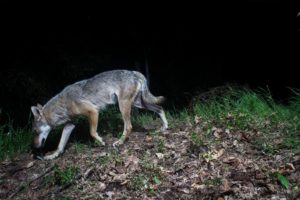 Loup, sur les traces d'une ombre © Sébastien De Danieli