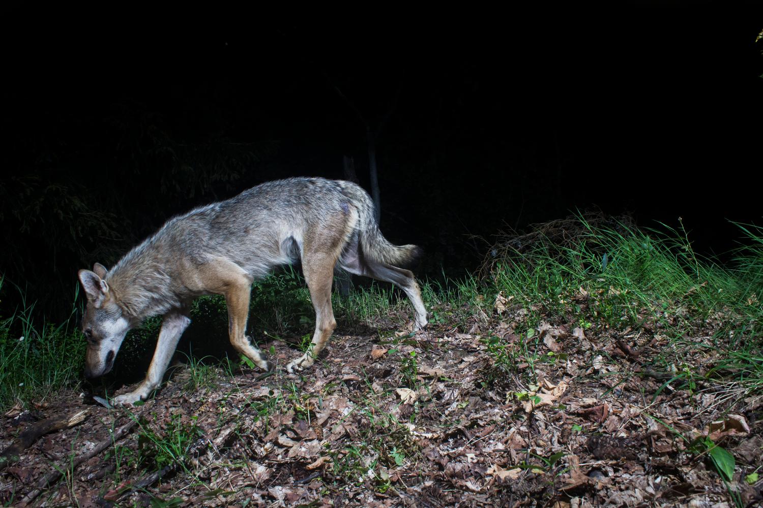 Loup, sur les traces d’une ombre © Sébastien De Danieli Loup, sur les traces d'une ombre © Sébastien De Danieli