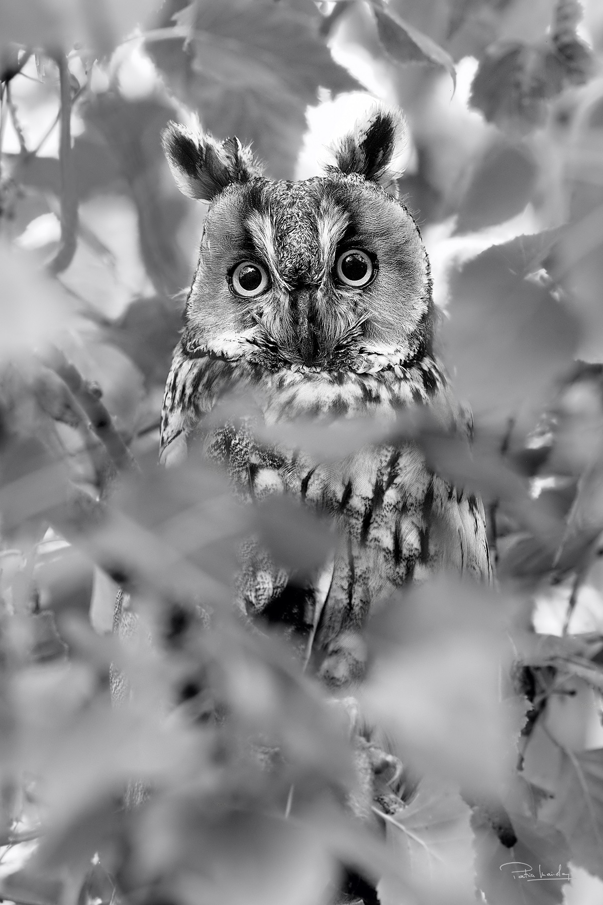 Plumes - Hibou moyen-duc © Patrice Mariolan"