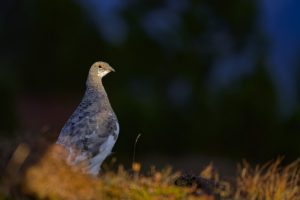 Gelabra, le lagopède des Pyrénées © Grégory Odemer