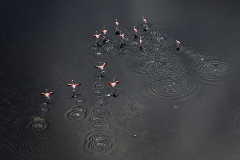 Camargue entre ciel et terre - Ricochets © Thierry Vezon Camargue entre ciel et terre - Ricochets © Thierry Vezon