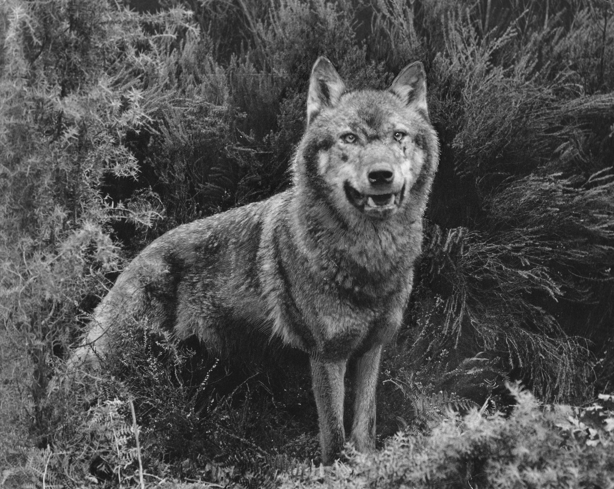 Le Loup en France : biologie et suivi de la population © Collection François Merlet du Muséum de Bourges