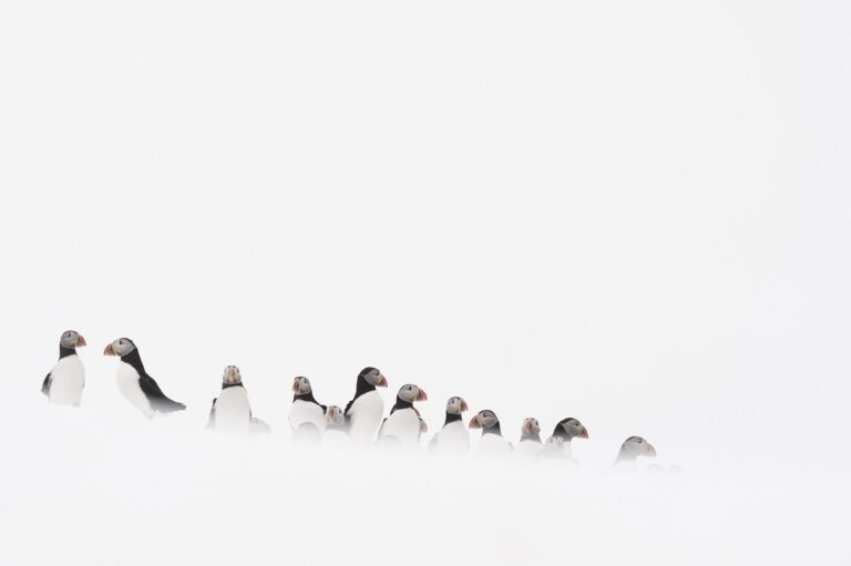 White Varanger © Patrick Delieutraz"