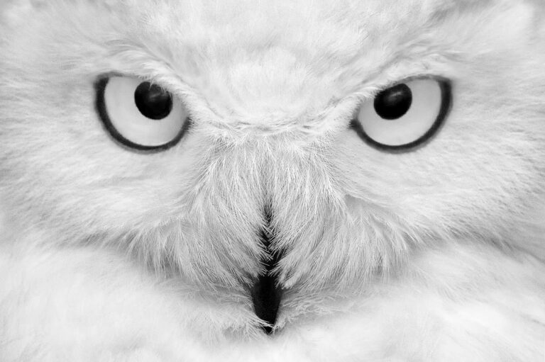 Nord et Blanc © Grégory Pol Nord et Blanc © Grégory Pol"
