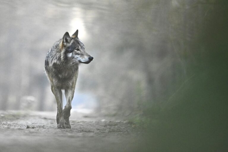 Le loup en Europe © Fabien Bruggmann