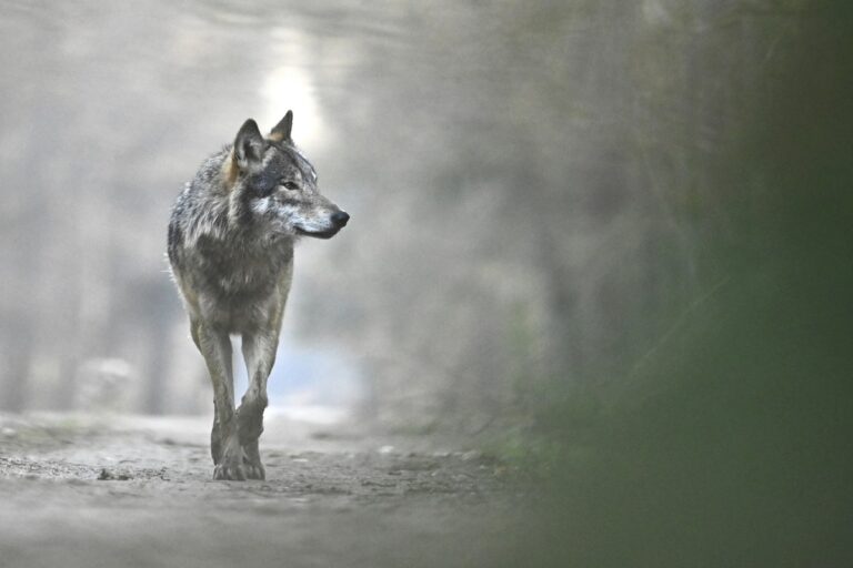 Le loup en Europe © Fabien Bruggmann Le loup en Europe © Fabien Bruggmann"