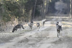 Le loup en Europe © Fabien Bruggmann