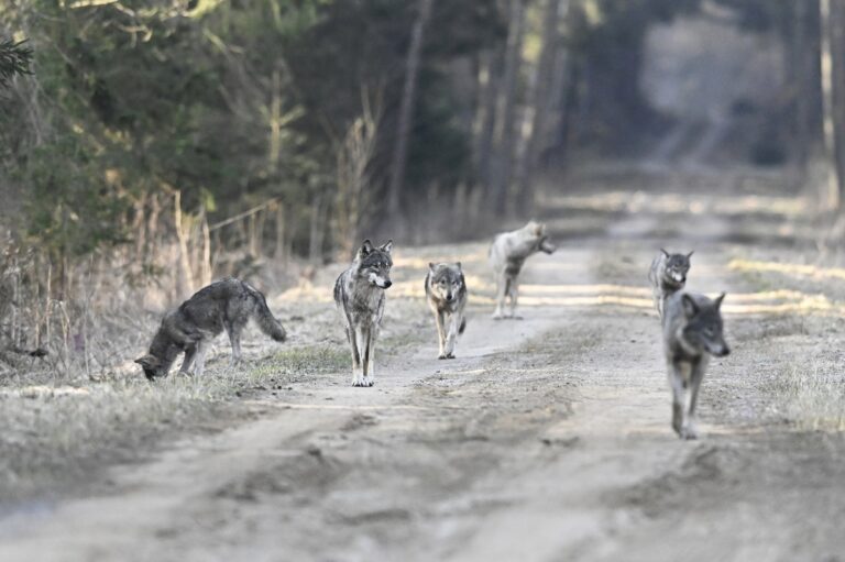 Le loup en Europe © Fabien Bruggmann"